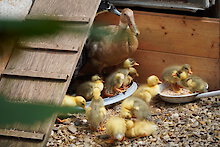 Ferienhaus in Englmar